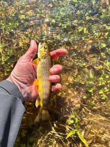 Brown Trout