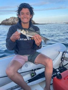 European Bass (Seabass)