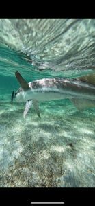 Remora Commun