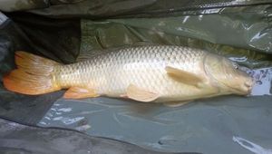 Common Carp