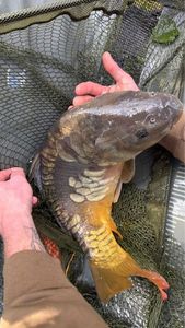 Mirror Carp