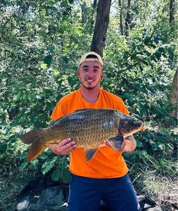 Common Carp