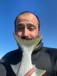 Golden grey mullet