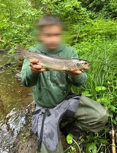 Brown Trout