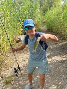 Largemouth Bass