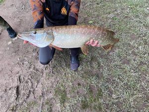 Northern Pike