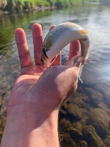 Grayling