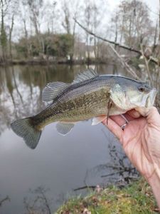 Smallmouth Bass