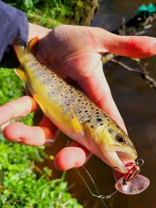 Brown Trout