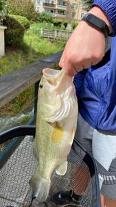 Largemouth Bass