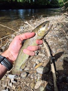 Brown Trout