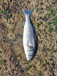 European Bass (Seabass)