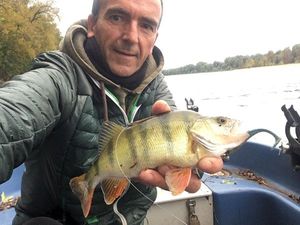 European Perch