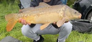 Mirror Carp