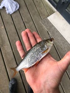 Roach