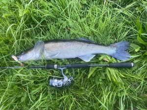 Zander