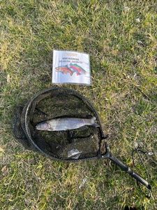 Rainbow Trout