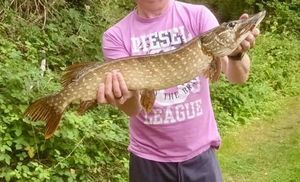 Northern Pike