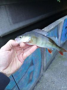 European Perch