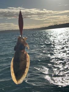Common Cuttlefish