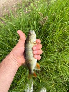 European Perch