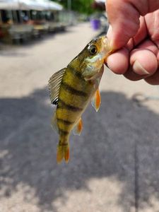 European Perch