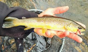 Brown Trout