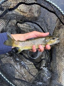 Brown Trout