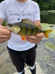 European Perch