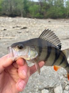 European Perch