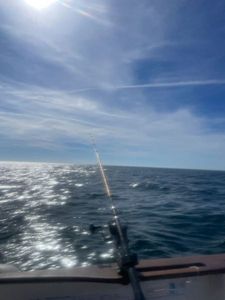 Mackerel