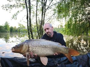 Common Carp