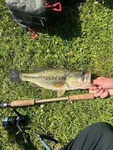 Largemouth Bass