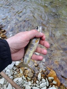 Brown Trout