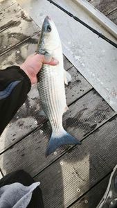 Thicklip Grey Mullet