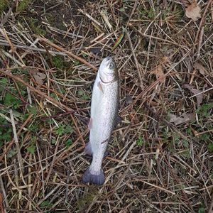 Rainbow Trout