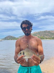 Gilthead Seabream