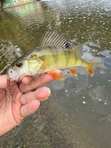 European Perch