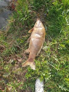Common Carp