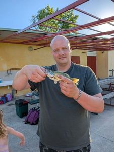 Largemouth Bass