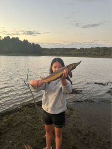 Sturgeon