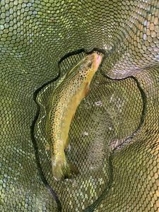 Brown Trout