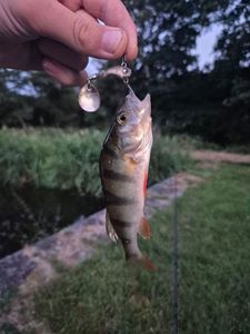 European Perch