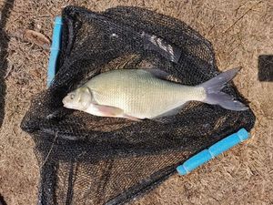 Common Bream