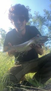 Brown Trout