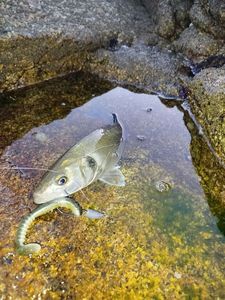 European Bass (Seabass)