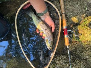 Brown Trout