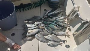 Black Seabream