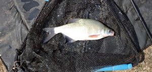 Common Bream