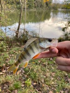 European Perch
